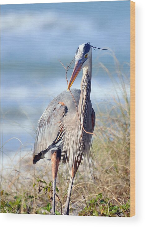 Great Blue Heron Wood Print featuring the photograph Great Blue Heron - Nesting by Rose Hill