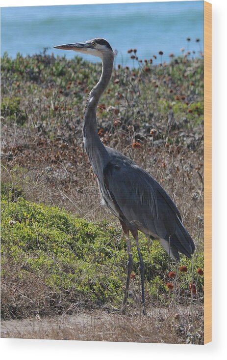 Great Blue Heron Wood Print featuring the photograph Great Blue Heron - 12 by Christy Pooschke