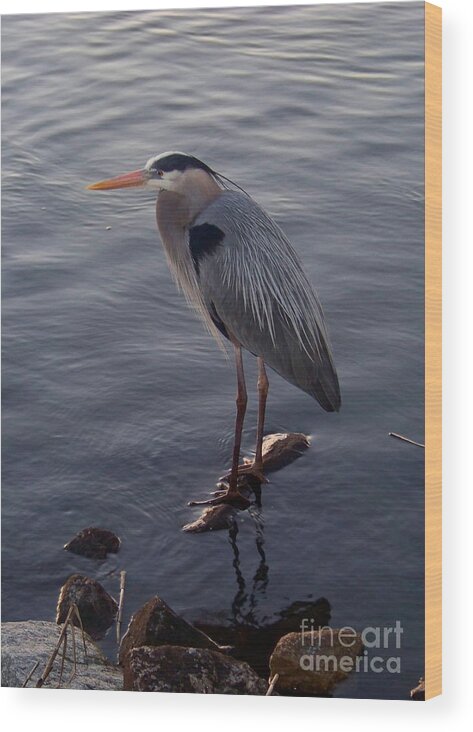 Heron Wood Print featuring the photograph Great Blue Heron at Evening by Carol Bradley