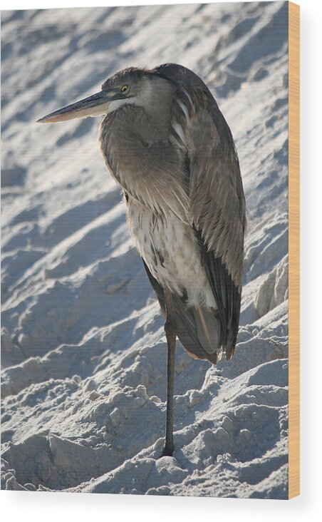 Florida Wood Print featuring the photograph Great Blue Heron by Kathleen Scanlan