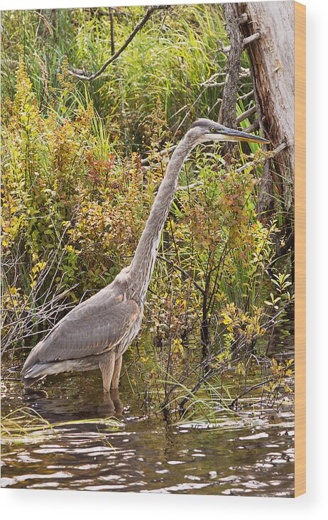 Heron Wood Print featuring the photograph Great Blue Heron by Peter J Sucy