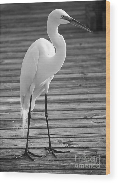 Egret Wood Print featuring the photograph Great Egret on the Pier - Black and White by Carol Groenen