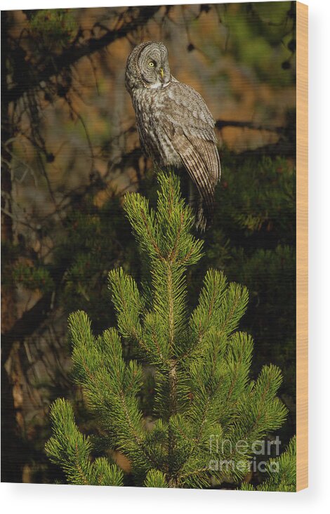 Owl Wood Print featuring the photograph Great Grey Owl-Signed-#4102 by J L Woody Wooden