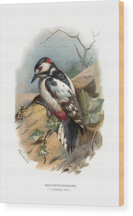 Vintage Wood Print featuring the digital art Great Spotted Woodpecker Restored by Pablo Avanzini