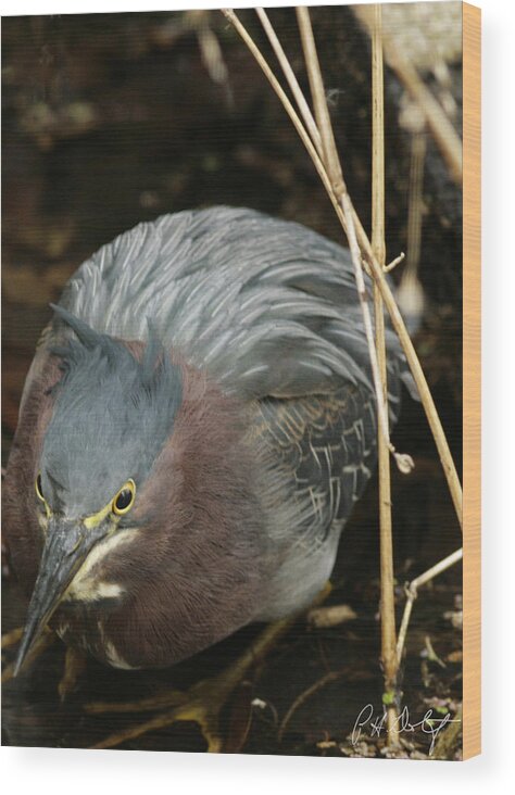 Birds Wood Print featuring the photograph Green Heron Hunting by Phill Doherty