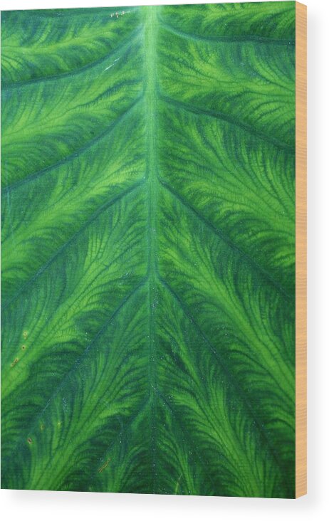 Green Wood Print featuring the photograph Green Leaf by Alma Yamazaki