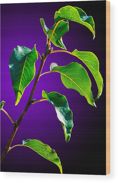  Wood Print featuring the photograph Green Leaves by Brian Stevens