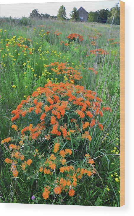 Illinois Wood Print featuring the photograph Hackmatack NWR Butterfly Weed by Ray Mathis