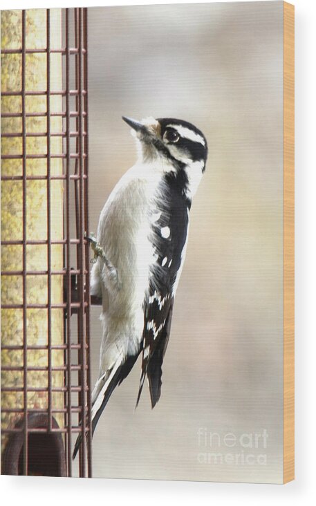 Hairy Woodpecker Wood Print featuring the photograph Hairy Woodpecker by Cindy Schneider