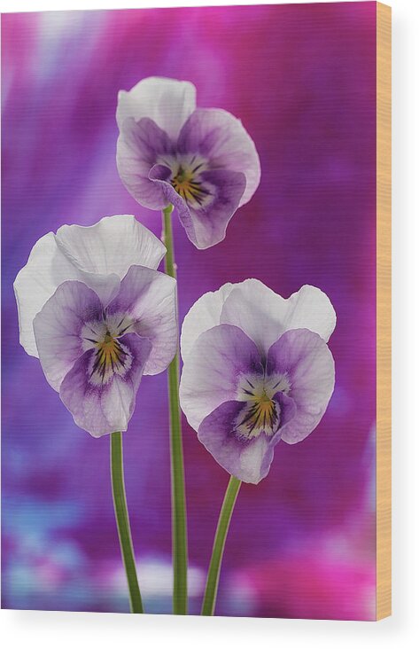 Flower Wood Print featuring the photograph Happy Smilie Faces 2 by Shirley Mitchell