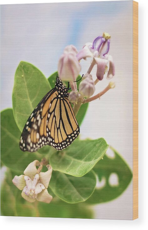 Monarch Butterfly Wood Print featuring the photograph Hawaiian Monarch by Heather Applegate