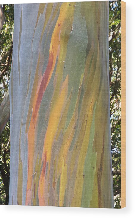 Outdoors Wood Print featuring the photograph Hawaiian Rainbow Tree by Doug Davidson