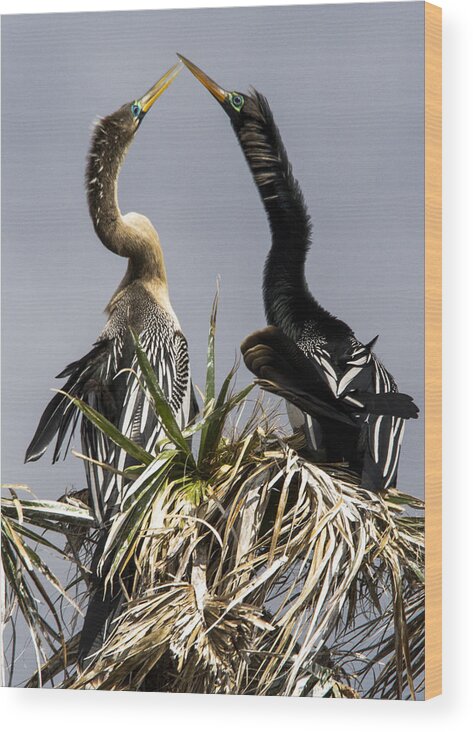 Anhinga Wood Print featuring the photograph Hen-Pecked by Jim Miller