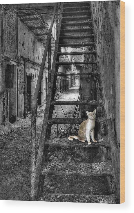 Abandoned Wood Print featuring the photograph Here Kitty Kitty Kitty... by Evelina Kremsdorf