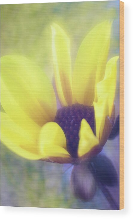 Daisy Dahlia Wood Print featuring the photograph Highly Favored / Daisy Dahlia by Kim Carpentier