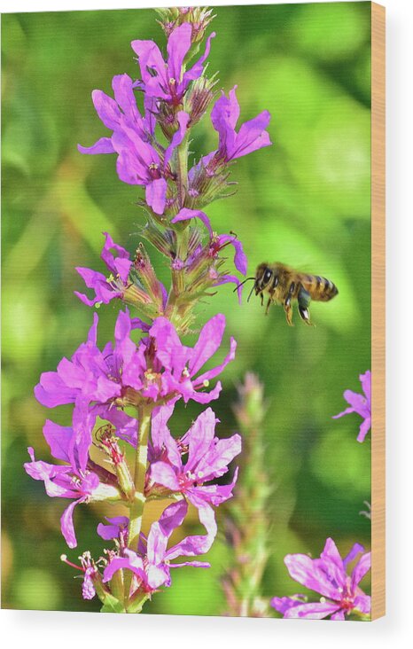 Wall Art Wood Print featuring the photograph Honey Bee In Flight by Jeffrey PERKINS