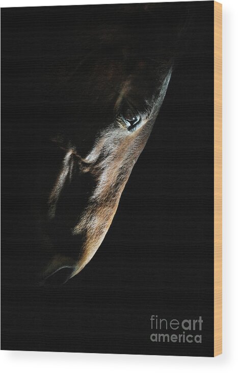 Horse Wood Print featuring the photograph Horse head strobist art portrait by Dimitar Hristov