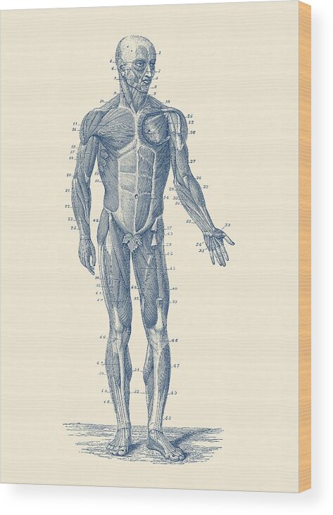 Skeleton Wood Print featuring the drawing Human Muscle System - Vintage Anatomy Print by Vintage Anatomy Prints