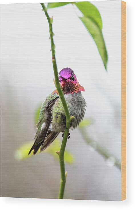 Anna's Hummingbird Wood Print featuring the photograph Hummingbird 4855 by Pamela S Eaton-Ford
