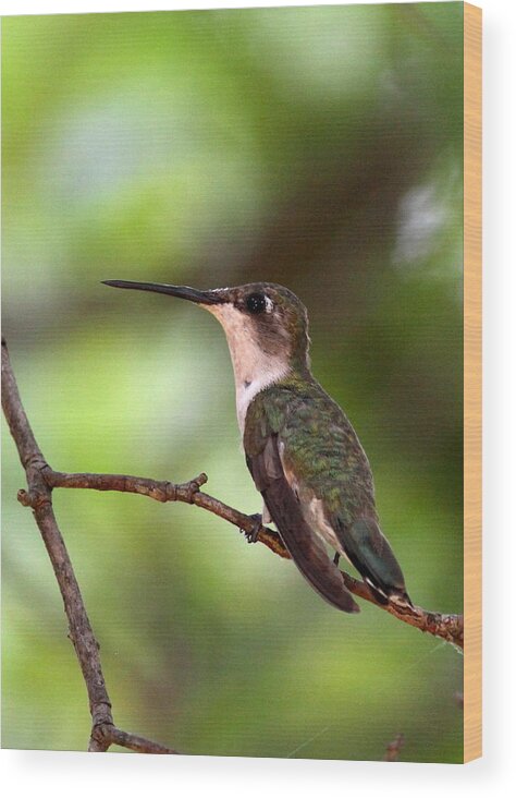 5x7 Wood Print featuring the photograph Hummingbird - Afternoon Ruby by Travis Truelove