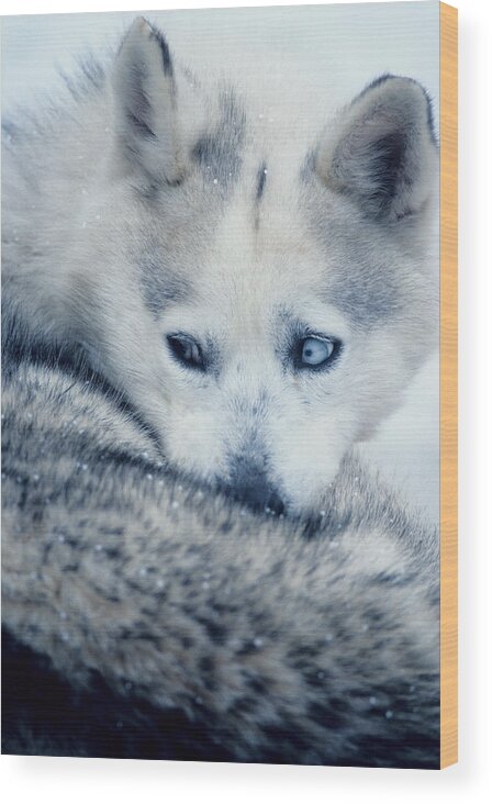 Husky Wood Print featuring the photograph Husky Curled Up by Steve Somerville