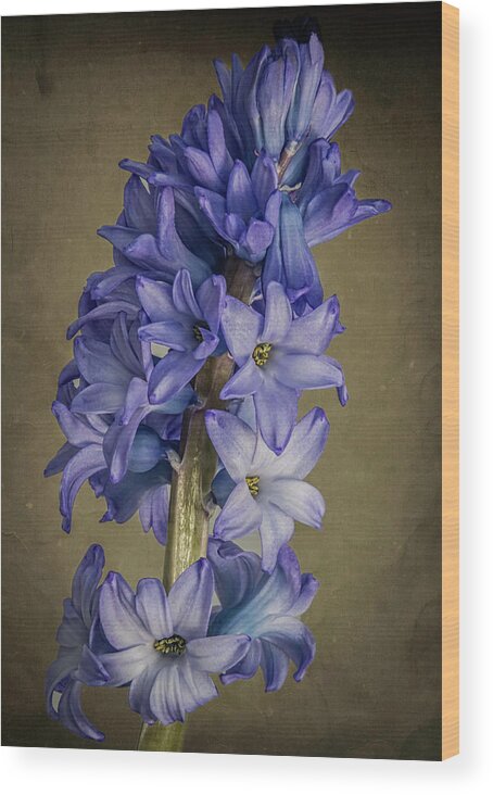 Flowers Wood Print featuring the photograph Hyacinth by John Roach