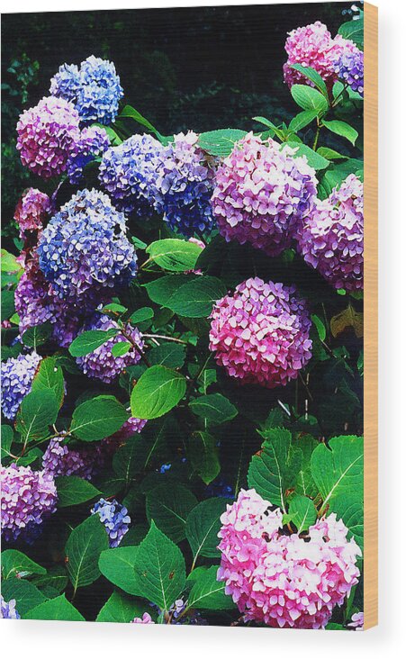 Flowers Wood Print featuring the photograph Hydrangeas by Nancy Mueller