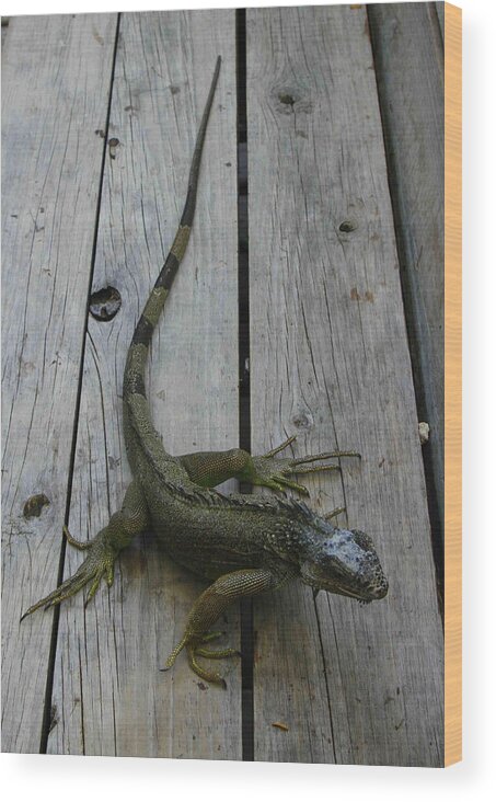 Iguana Wood Print featuring the photograph Iguana at the ready by Tammy Hankins