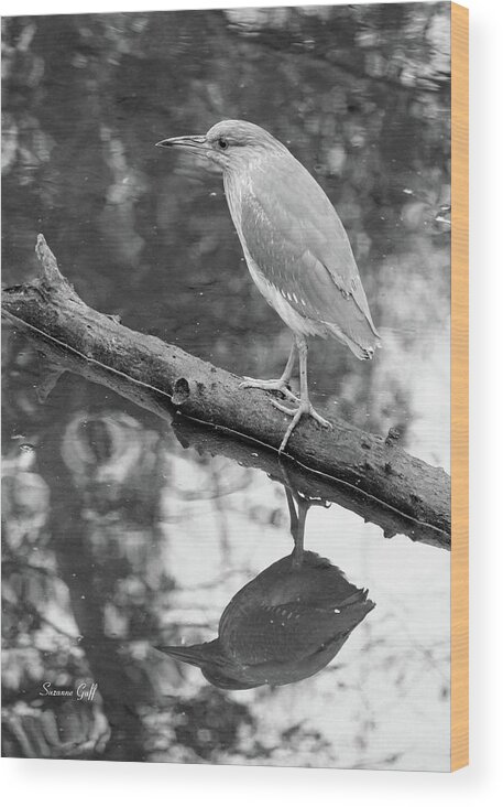 Black Crowned Night Heron Wood Print featuring the photograph Immature Black Crowned Night Heron-black and white by Suzanne Gaff