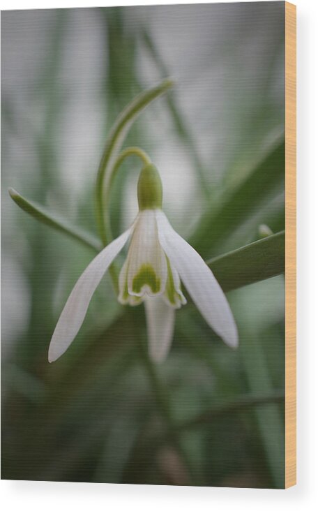 Snowdrop Wood Print featuring the photograph In Amongst the Snowdrops by Richard Andrews