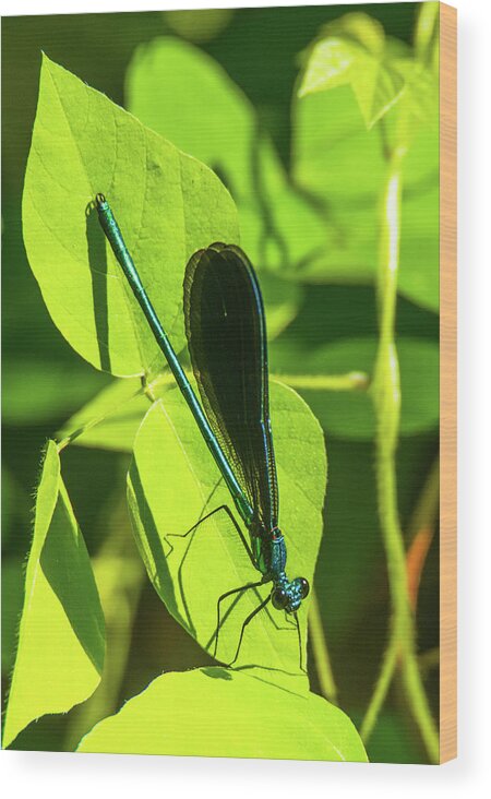 04jun17 Wood Print featuring the photograph Iridescent Green and Blue Dragonfly by Jeff at JSJ Photography