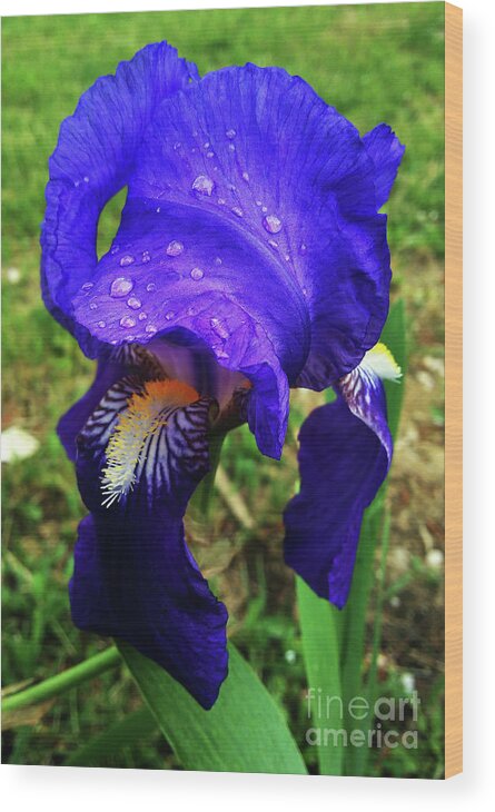 Iris Wood Print featuring the photograph Iris Blue by Jasna Dragun