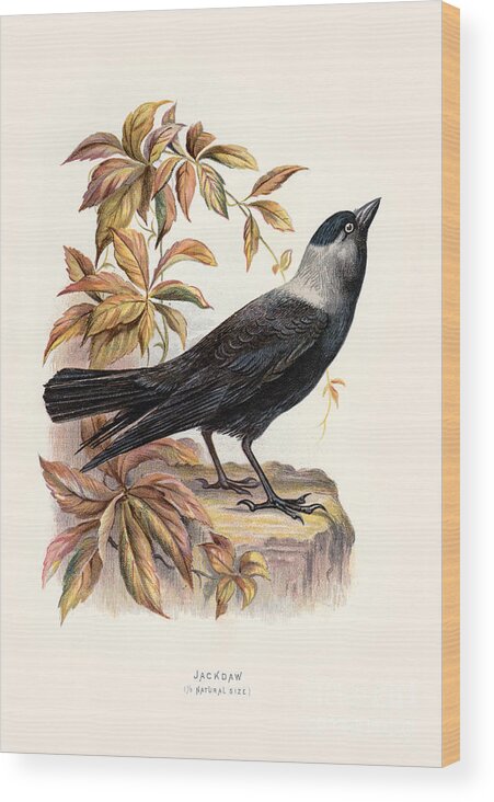 Birds Wood Print featuring the digital art Jackdaw Restored by Pablo Avanzini