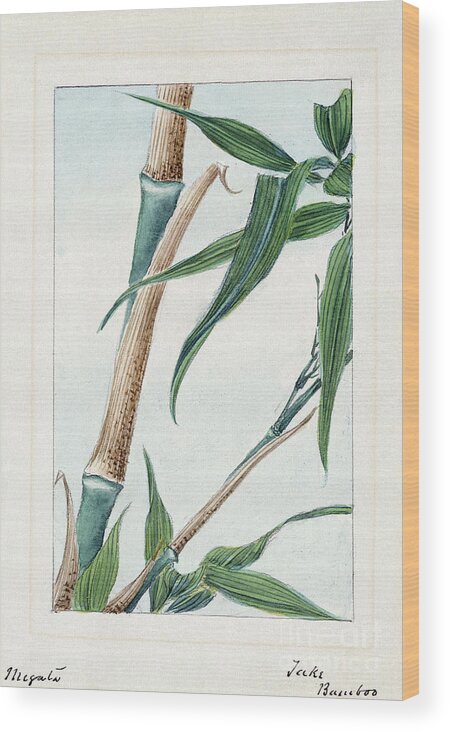 1870s Wood Print featuring the photograph JAPAN: BAMBOO, c1870s by Granger
