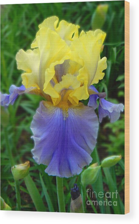 Julie's Iris Wood Print featuring the photograph Julie's Iris by Emmy Vickers