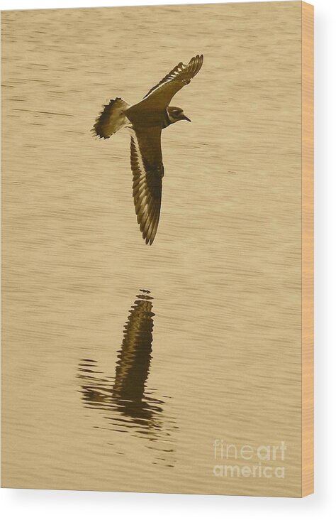 Killdeer Wood Print featuring the photograph Killdeer over the Pond by Carol Groenen