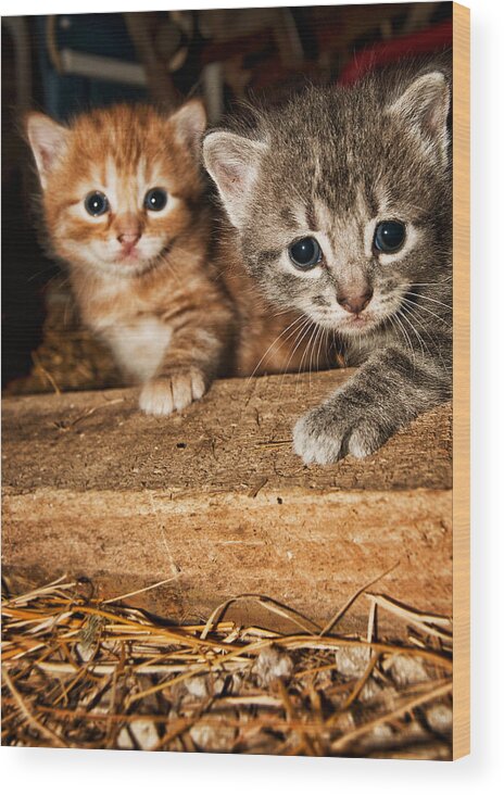Kittens Wood Print featuring the photograph Kittens by Amber Flowers