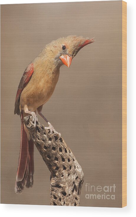 Cardinal Wood Print featuring the photograph Lady Cardinal and Cholla by Ruth Jolly