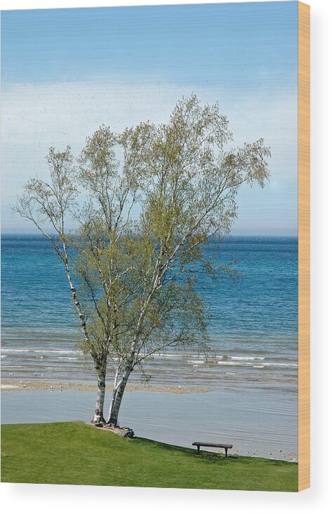 Usa Wood Print featuring the photograph Lake Michigan Birch Tree by LeeAnn McLaneGoetz McLaneGoetzStudioLLCcom