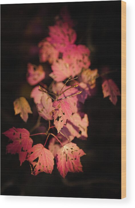 Autumn Pink Leaves Wood Print featuring the photograph LEAVES of SURRENDER by Karen Wiles
