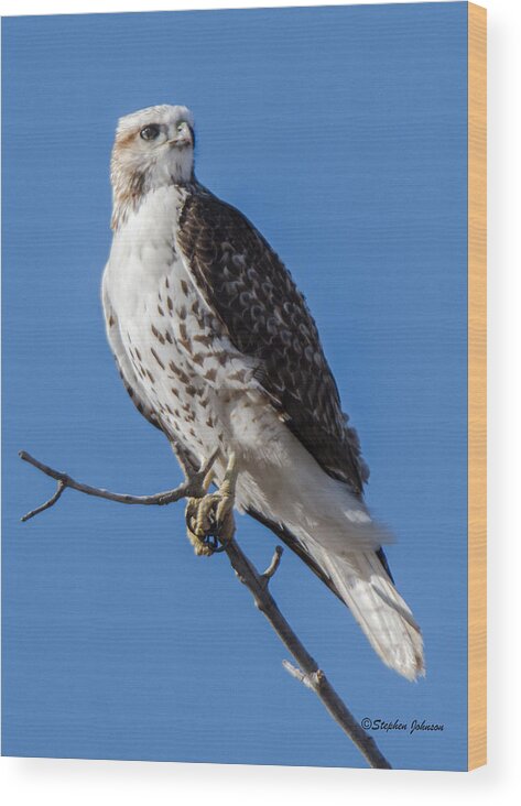 Red-tailed Hawk Wood Print featuring the photograph Light Morph Red-tailed Hawk by Stephen Johnson