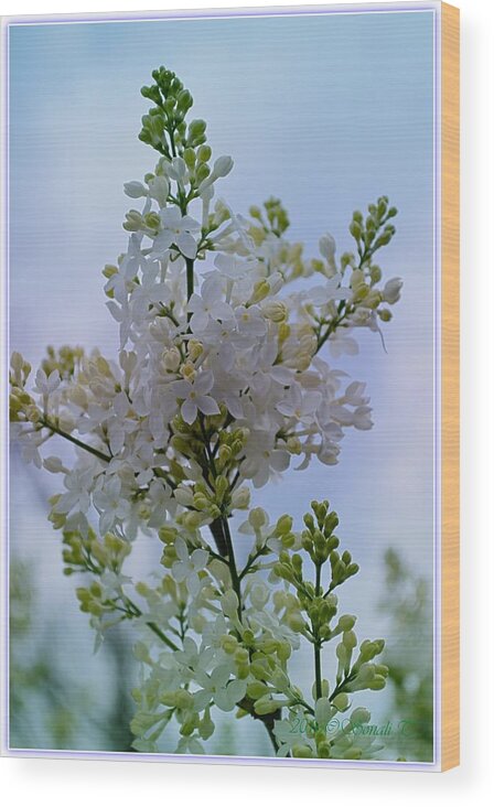 Lilac Wood Print featuring the photograph Lilac Flowers by Sonali Gangane