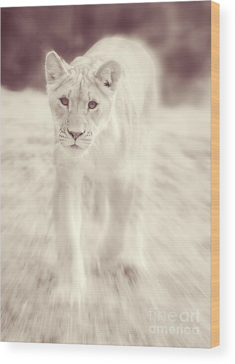 Lion Wood Print featuring the photograph Lion Spirit Animal by Chris Scroggins