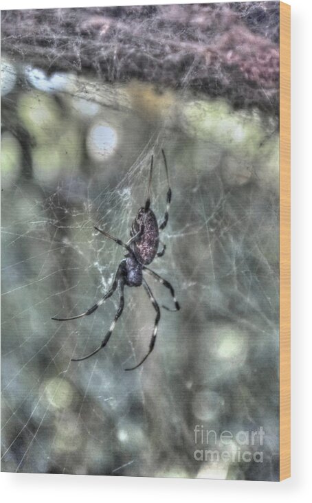 Michelle Meenawong Wood Print featuring the photograph Little Creepy Spider by Michelle Meenawong