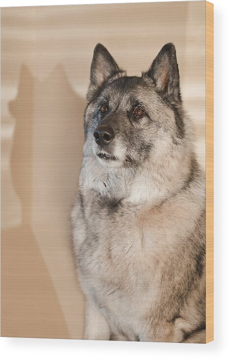 Norwegian Elk Hound Dog Photos Wood Print featuring the photograph Loki Sepia by Irina ArchAngelSkaya