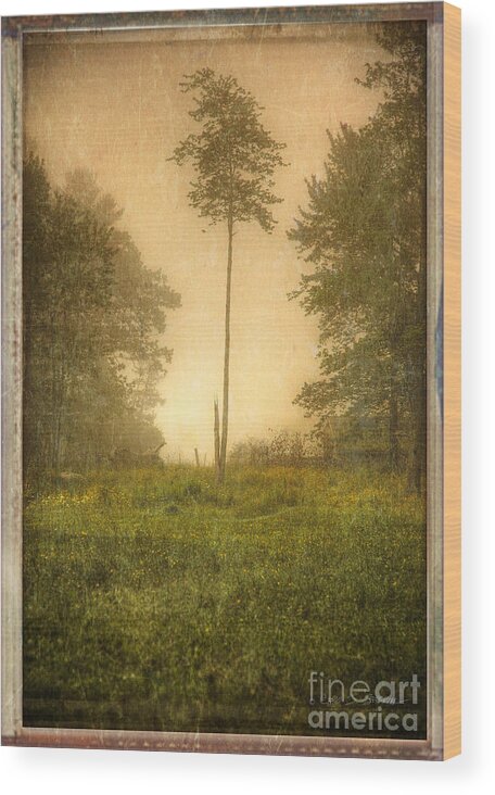 Our Town Wood Print featuring the photograph Lone Fog Tree in the Meadow by Craig J Satterlee