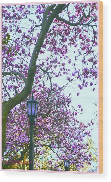 Magnolia Wood Print featuring the photograph Magnolia Light by Sonali Gangane