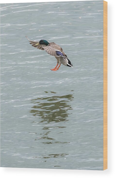 Mallard Wood Print featuring the photograph Mallard Drake Coming In For A Landing On The Ohio by Holden The Moment