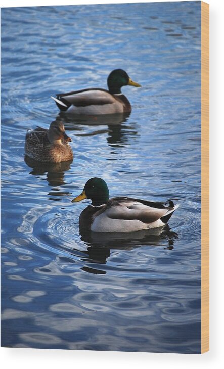 Duck Wood Print featuring the photograph Mallards by Peter McIntosh
