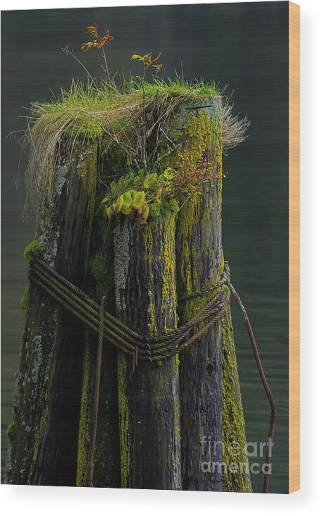 Ferns Wood Print featuring the photograph Man Made Island-Signed-#2127 by J L Woody Wooden